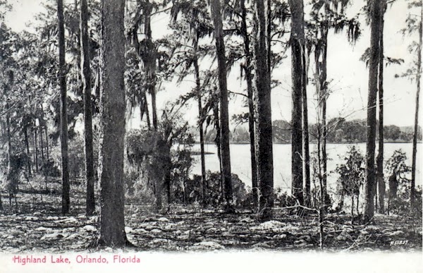 Longleaf pines on the southern shore of Lake Highland, current site of Lake Highland Prep 