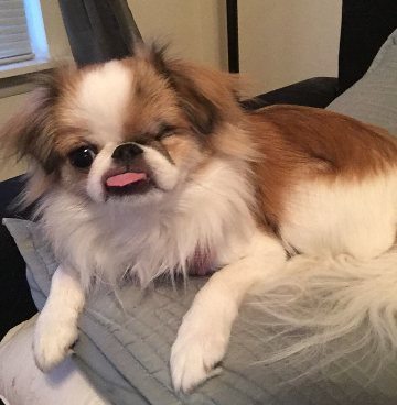 Lilo, a Japanese chin