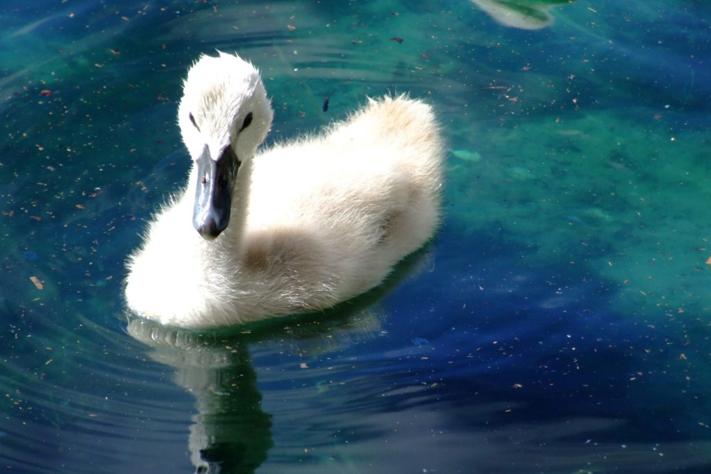 A Lake Eola Baby Swan Photo credit: Amy Owens Vote for this photo on Twitter by using #DTOLakeEolaBabySwan 