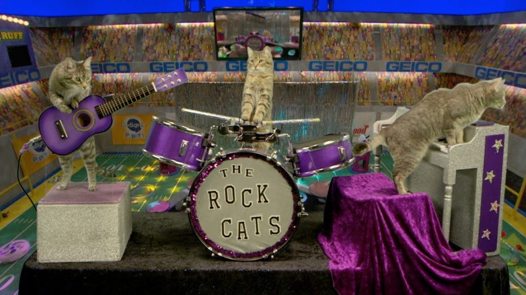 The Amazing AcroCats are returning to Orlando Bungalower