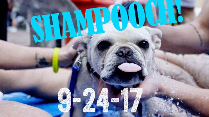 Shampooch Orlando DOG WASH! - Bungalower