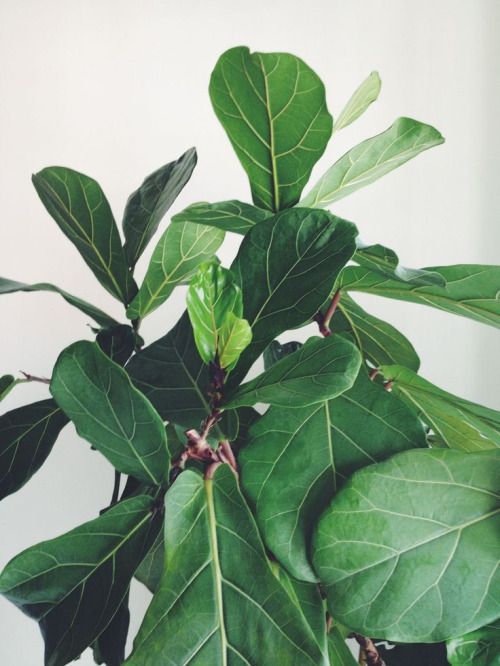 Get 25 percent off your hipster-friendly fiddle leaf fig this Christmas ...