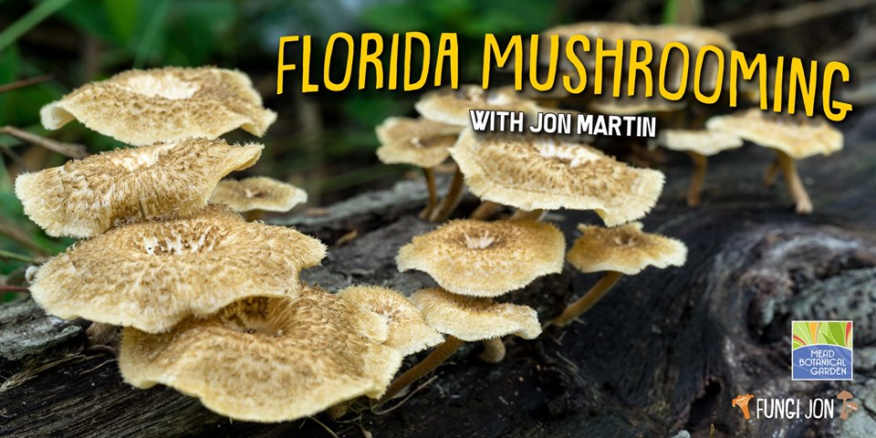 Florida Mushrooming With Jon Martin Mead Gardens Bungalower