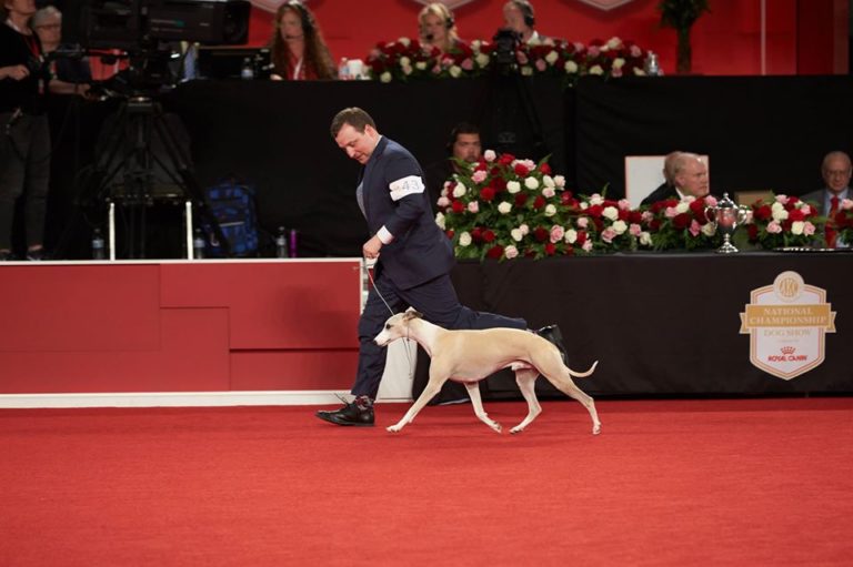 2019 AKC National Championship Presented by Royal Canin Bungalower
