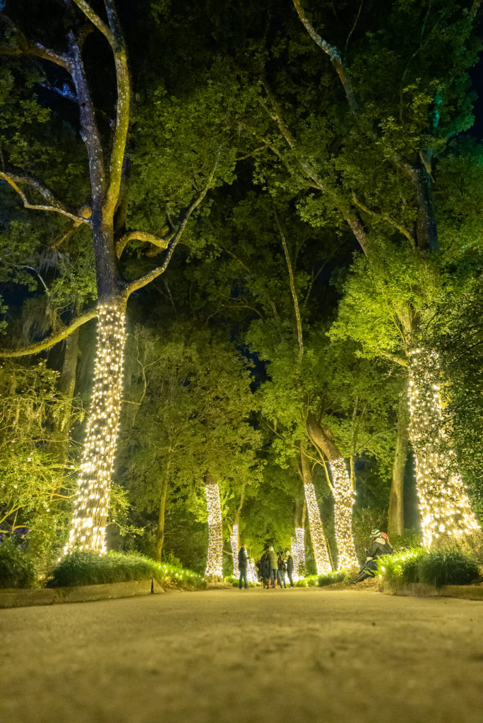 Dazzling Nights returning to Leu Gardens this November - Bungalower