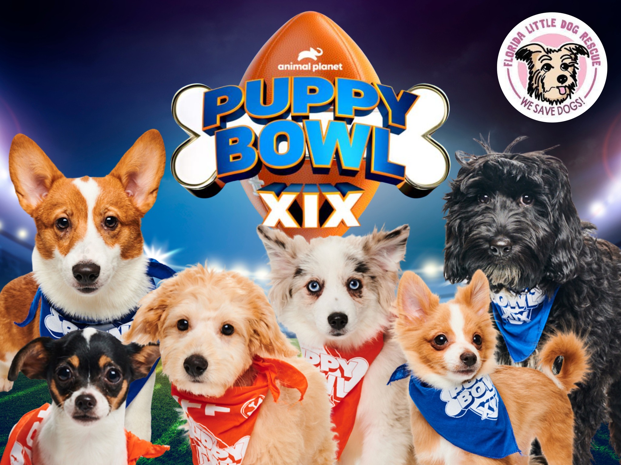 Puppy Bowl 2023 to feature local adoptable pups Bungalower