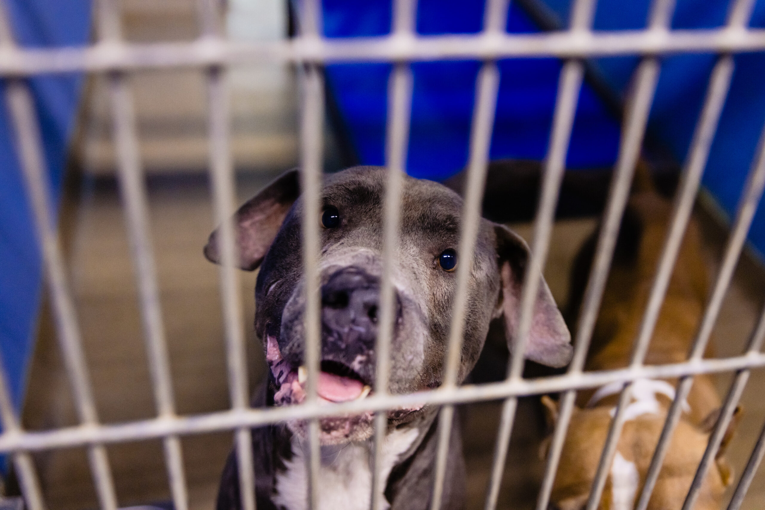 DogsPressRelease1 Bungalower